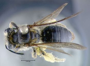 Media type: image;   Entomology 609477 Aspect: habitus dorsal view